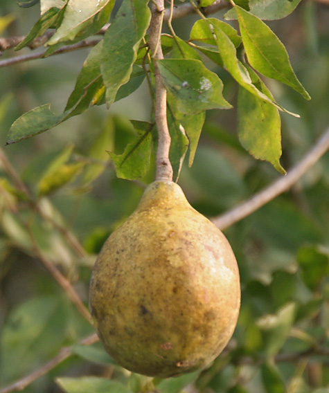File:Bael (Aegle marmelos) fruit at Narendrapur W IMG 4099.jpg