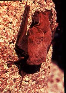 A bat hangs on the wall of a cave