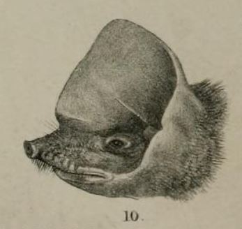 File:Mormopterus kalinowskii illustration.jpg