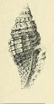 Raphitoma enginaeformis 001.jpg