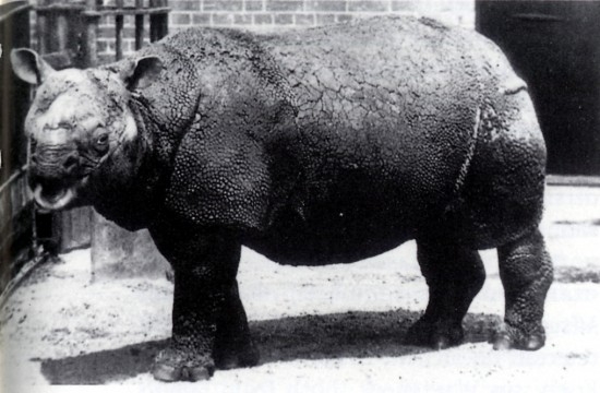 File:Rhinoceros sondaicus in London Zoo.jpg