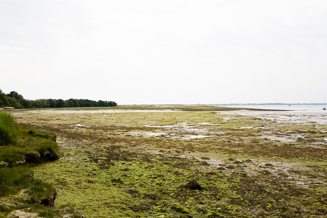 File:Tidal salt marsh at Ella Nore - geograph.org.uk - 1368134.jpg