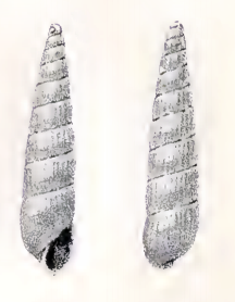 Turbonilla haullevillei 001.png