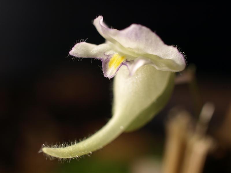 File:Utricularia jamesoniana 8.jpg