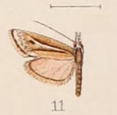 11-Platytes acroperalis=Microchilo acroperalis (Hampson, 1908).JPG