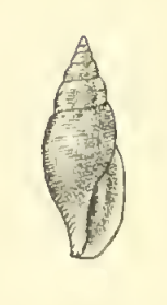 Daphnella cancellata 001.png