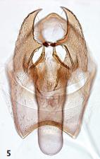 Ectoedemia hispanica male genitalia.JPG