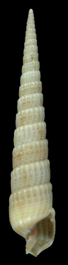Hastulopsis turrita (MNHN-IM-2013-47268).jpeg
