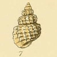 Rissoa zetlandica (Sowerby).jpg