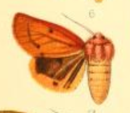 Spilosoma pterdis.png