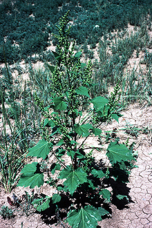 Cyclachaena Xanthifolia 2.jpg