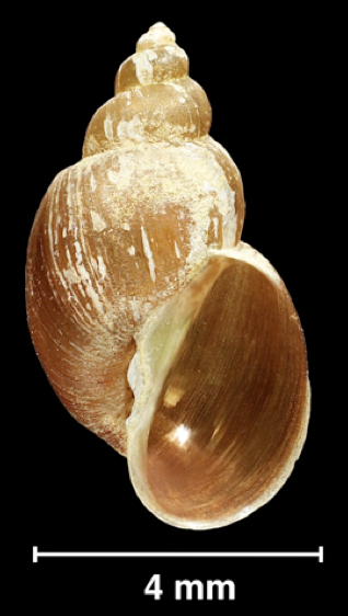 File:Galba schirazensis shell.png