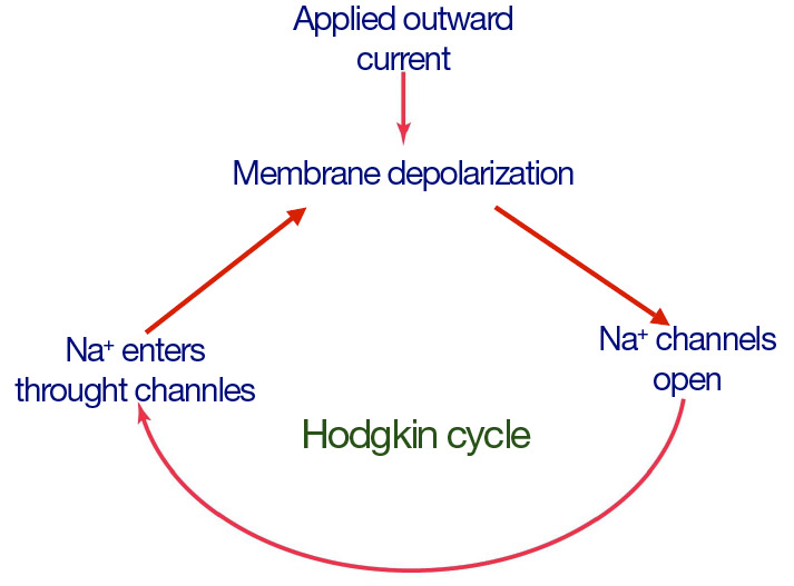 File:Hodgkin-Cycle.jpg