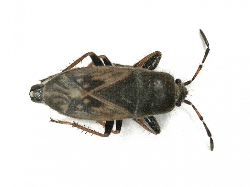 File:Megalonotus sabulicola (Lygaeidae) - (imago), Elst (Gld), the Netherlands - 2.jpg