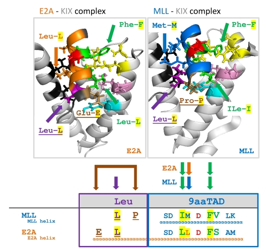 E2A and MLL binding to the KIX domain of CBP
