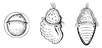 File:Polyplacophora ontogeny.jpg