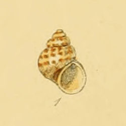Rissoa pulcherrima (Sowerby).jpg