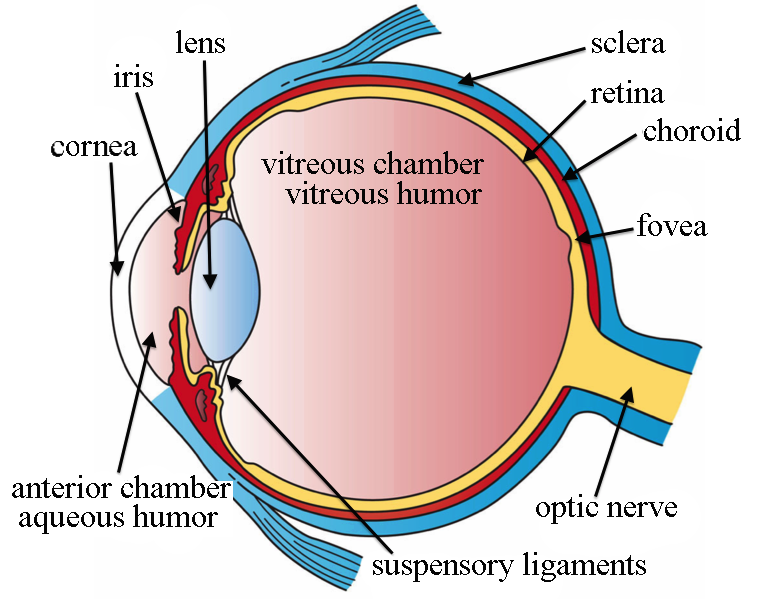 File:Three Main Layers of the Eye.png