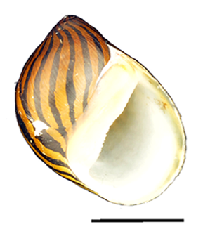 File:Vittina turrita shell.png