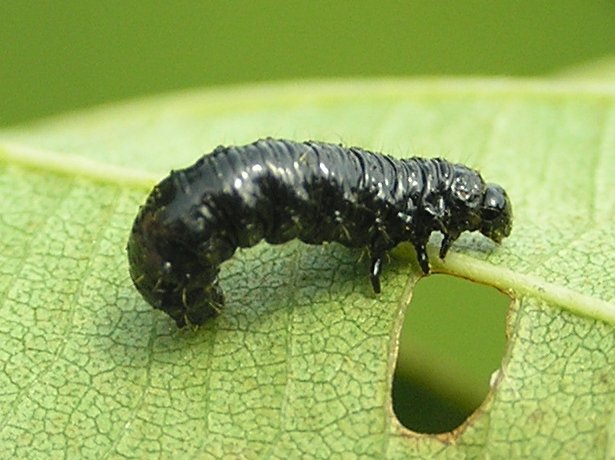 File:Agelastica alni larva 3 beentree.jpg