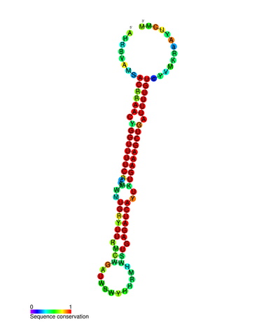 File:Bantam microRNA secondary structure.png