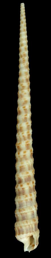 Cinguloterebra stearnsii (MNHN-IM-2013-45769).jpeg