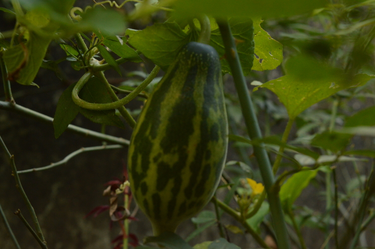 File:Cucumber hanging on the vine.JPG