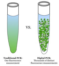 File:DdPCR vs Traditional PCR.jpg