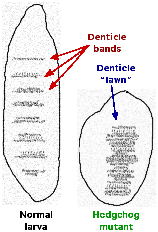 File:Denticlebands.png