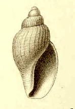 Lorabela glacialis 001.jpg