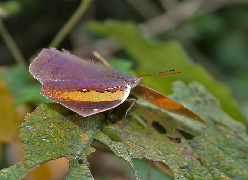 File:Orange Oakleaf (Kallima inachus) at Samsing, Duars, West Bengal W IMG 6241.jpg