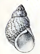 Phasianella aethiopica 001.jpg