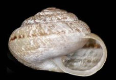 X.-ponsulensis.jpg