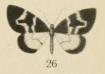 Aurevilius, 1910. Pl.2-26-(Hydrelia) Haplolabida sjostedti (Aurivillius, 1910).JPG