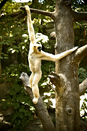 File:Brachiating Gibbon (Some rights reserved).jpg