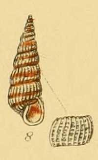 Chemnitzia rufescens (Sowerby).jpg