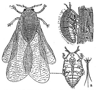 File:Dactylosphaera vitifolii 1 meyers 1888 v13 p621.png