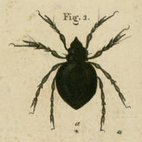Notaspis Corynopus (Hermann, 1804).png