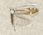 Phyllonorycter trinotella.JPG