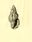 Pseudodaphnella hadfieldi 001.jpg