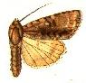 Acronicta connecta.JPG