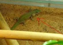 Phelsuma abbotti chekei Kalksäckchen.JPG