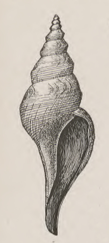 Aforia persimilis 002.jpg