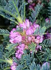 Astragalus siculus.jpg