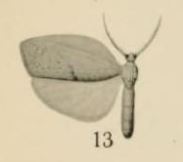 Aurevilius, 1910. Pl.1-13-Lobilema conspersa.JPG