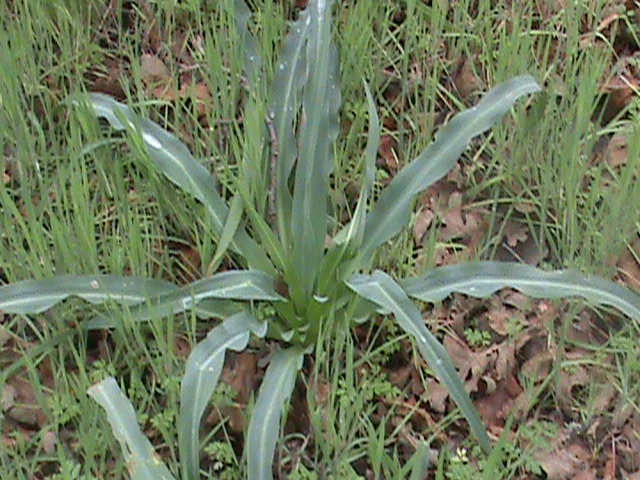 File:Chlorogalum pomeridianum aka Soap Plant.JPG
