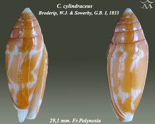 File:Conus cylindraceus 2.jpg