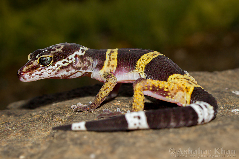 File:Eublepharis satpuraensis Satpura leopard gecko by Ashahar alias Krishna Khan.jpg