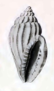 Eucithara brocha 001.jpg