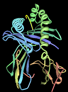 Illustration of HLA-B*15:01 with EBV peptide in the binding pocket.